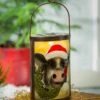 Best Pirce 🔔 Evergreen Black & Red Santa Hat Cow Solar Glass Lantern 🔔