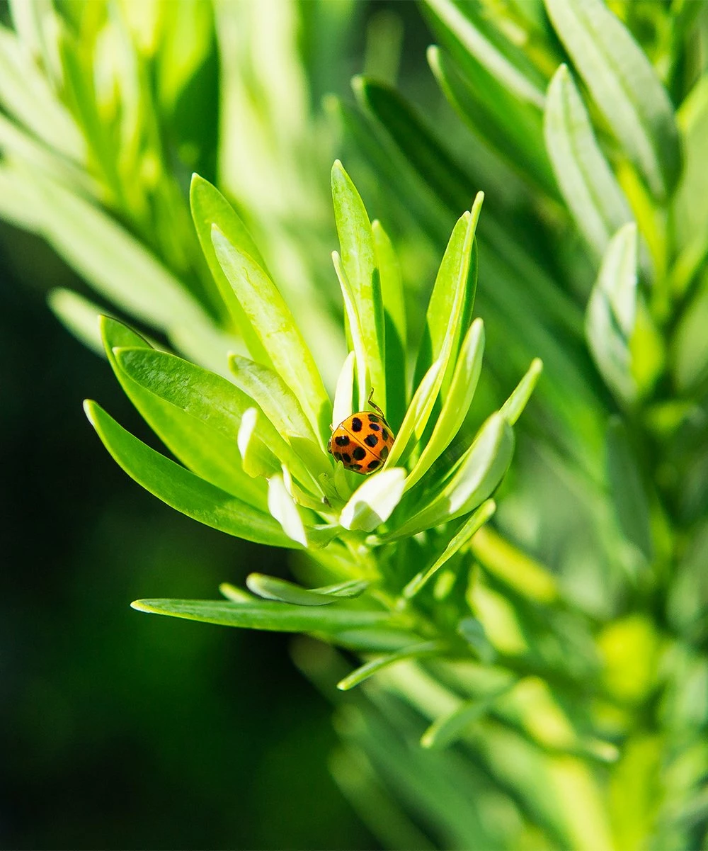 Cheap π Perfect Plants Live Podocarpus Pringles Shrub Plant π€© 2 Cheap π Perfect Plants Live Podocarpus Pringles Shrub Plant π€© - Image 2