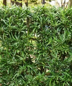 Cheap π Perfect Plants Live Podocarpus Pringles Shrub Plant π€© 7 Cheap π Perfect Plants Live Podocarpus Pringles Shrub Plant π€© -Outlet Evergreen Shop zu109748591 alt 2 tm1671717859