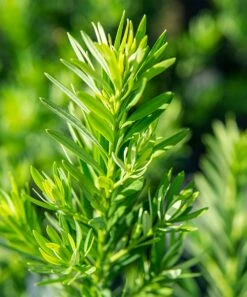 Cheap π Perfect Plants Live Podocarpus Pringles Shrub Plant π€© 8 Cheap π Perfect Plants Live Podocarpus Pringles Shrub Plant π€© -Outlet Evergreen Shop zu109748591 alt 3 tm1671717859