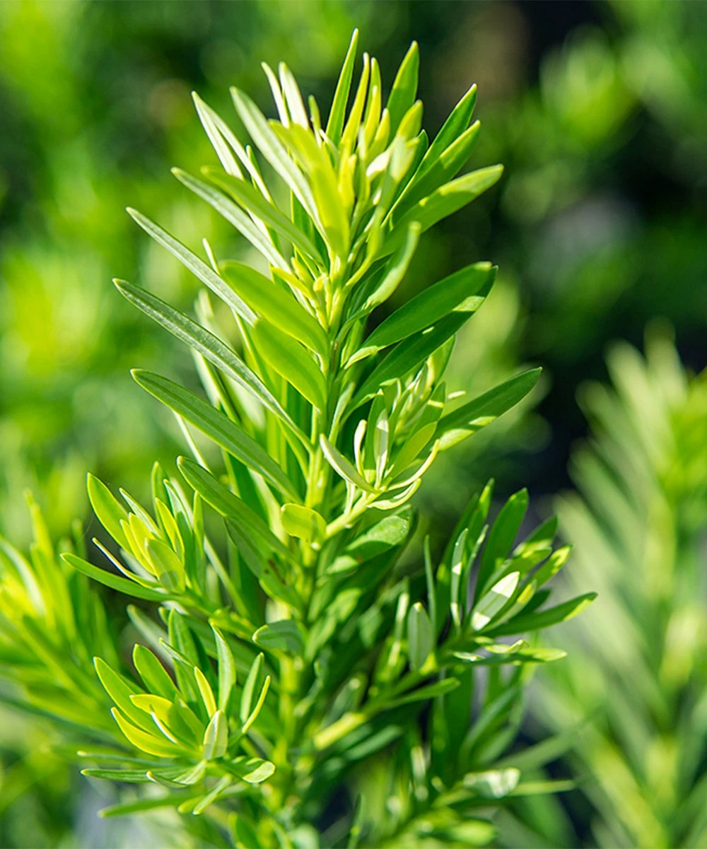 Cheap π Perfect Plants Live Podocarpus Pringles Shrub Plant π€© 4 Cheap π Perfect Plants Live Podocarpus Pringles Shrub Plant π€© - Image 4