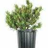 Cheap 👏 Perfect Plants Live Podocarpus Pringles Shrub Plant 🤩