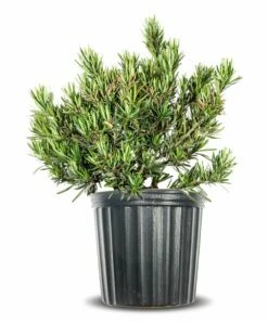 Cheap 👏 Perfect Plants Live Podocarpus Pringles Shrub Plant 🤩