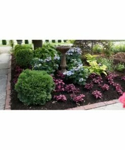 Outlet 😉 Roberta's Gardens Live Tater Tot Arborvitae Plant 🛒 -Outlet Evergreen Shop zu111568991 alt 3 tm1672794247