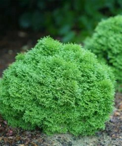 Outlet 😉 Roberta's Gardens Live Tater Tot Arborvitae Plant 🛒