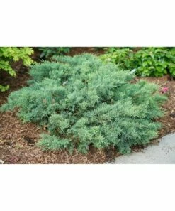 Cheapest ⭐ Roberta's Gardens Live Montana Moss Plant 🧨 -Outlet Evergreen Shop zu111568992 alt 2 tm1672794247