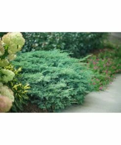 Cheapest ⭐ Roberta's Gardens Live Montana Moss Plant 🧨 -Outlet Evergreen Shop zu111568992 alt 3 tm1672794247