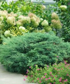 Cheapest ⭐ Roberta's Gardens Live Montana Moss Plant 🧨