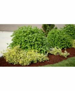 Budget ✔️ Roberta's Gardens Live Arctic Fire 🐕 Dogwood Plant ❤️ -Outlet Evergreen Shop zu111568994 alt 2 tm1672794247