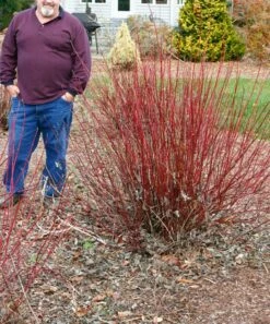 Budget ✔️ Roberta's Gardens Live Arctic Fire 🐕 Dogwood Plant ❤️ -Outlet Evergreen Shop zu111568994 alt 3 tm1672794247