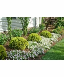 Hot Sale 😀 Roberta's Gardens Live Anna's Magic Ball Arborvitae Plant ⭐ -Outlet Evergreen Shop zu111569020 alt 2 tm1672794247