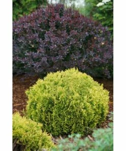 Hot Sale 😀 Roberta's Gardens Live Anna's Magic Ball Arborvitae Plant ⭐ -Outlet Evergreen Shop zu111569020 alt 3 tm1672794247
