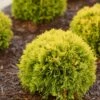 Hot Sale 😀 Roberta's Gardens Live Anna's Magic Ball Arborvitae Plant ⭐