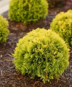 Hot Sale 😀 Roberta's Gardens Live Anna's Magic Ball Arborvitae Plant ⭐