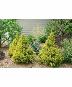 Wholesale π Roberta's Gardens Live Gold False Cypress Plant β€οΈ 6 Wholesale π Roberta's Gardens Live Gold False Cypress Plant β€οΈ -Outlet Evergreen Shop zu111573471 alt 2 tm1672794247