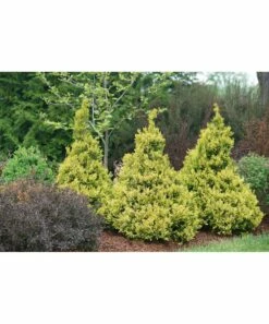 Wholesale π Roberta's Gardens Live Gold False Cypress Plant β€οΈ 7 Wholesale π Roberta's Gardens Live Gold False Cypress Plant β€οΈ -Outlet Evergreen Shop zu111573471 alt 3 tm1672794247