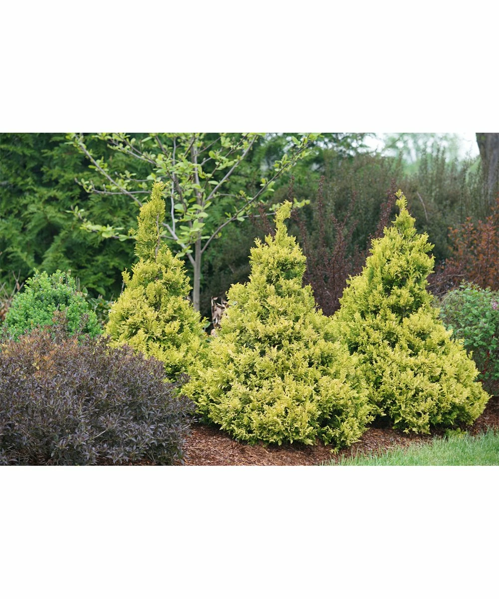 Wholesale π Roberta's Gardens Live Gold False Cypress Plant β€οΈ 4 Wholesale π Roberta's Gardens Live Gold False Cypress Plant β€οΈ - Image 4