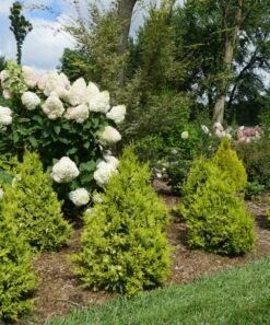 Wholesale 😉 Roberta's Gardens Live Gold False Cypress Plant ❤️