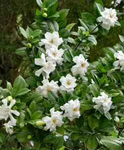 Promo 😍 Cottage Farms Direct Live Gardenia 'Frost Proof' Shrub - Set Of Two 😉 -Outlet Evergreen Shop zu23233395 alt 2 tm1597430457