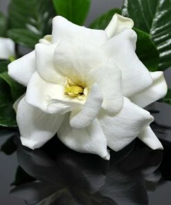 Promo 😍 Cottage Farms Direct Live Gardenia 'Frost Proof' Shrub - Set Of Two 😉