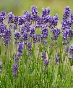 Budget 🎉 Cottage Farms Direct Live 'Munstead' Lavender - Set Of Three 🎁 -Outlet Evergreen Shop zu23233427 alt 3 tm1484146389