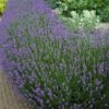 Budget 🎉 Cottage Farms Direct Live 'Munstead' Lavender - Set Of Three 🎁