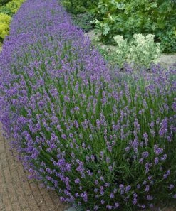 Budget 🎉 Cottage Farms Direct Live 'Munstead' Lavender - Set Of Three 🎁