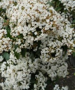 Cheap π€© Perfect Plants Live Spring Bouquet Viburnum Plant π₯ 7 Cheap π€© Perfect Plants Live Spring Bouquet Viburnum Plant π₯ -Outlet Evergreen Shop zu30039899 alt 2 tm1492722754