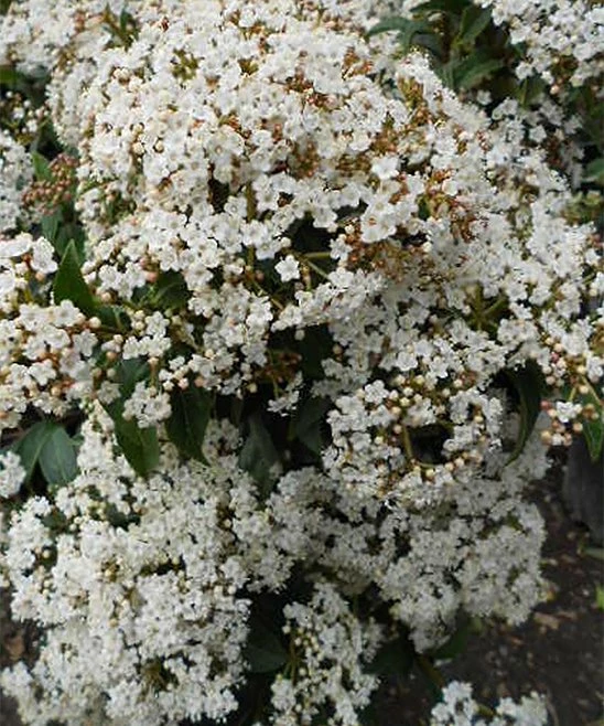 Cheap π€© Perfect Plants Live Spring Bouquet Viburnum Plant π₯ 3 Cheap π€© Perfect Plants Live Spring Bouquet Viburnum Plant π₯ - Image 3