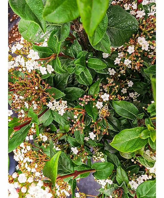 Cheap π€© Perfect Plants Live Spring Bouquet Viburnum Plant π₯ 4 Cheap π€© Perfect Plants Live Spring Bouquet Viburnum Plant π₯ - Image 4