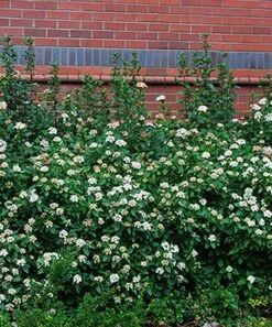 Cheap 🤩 Perfect Plants Live Spring Bouquet Viburnum Plant 🔥