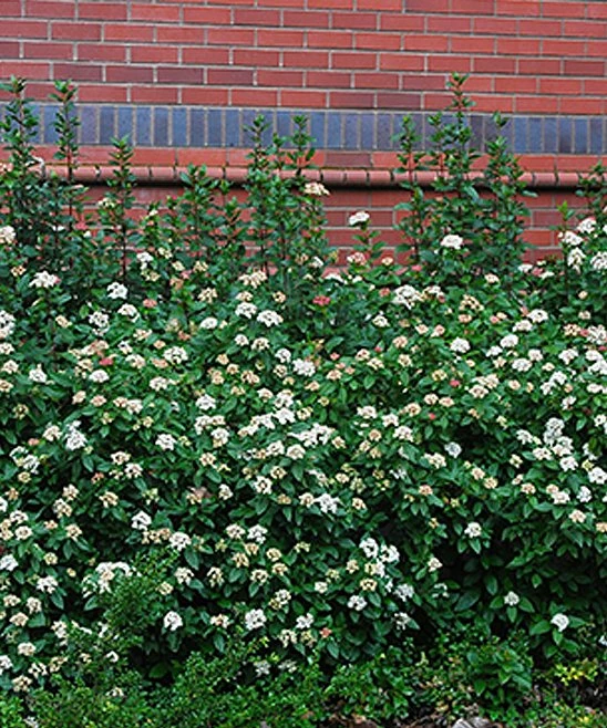 Cheap π€© Perfect Plants Live Spring Bouquet Viburnum Plant π₯ 1 Cheap π€© Perfect Plants Live Spring Bouquet Viburnum Plant π₯