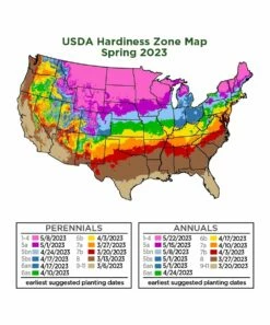 Cheapest 💯 Cottage Farms Direct Live 'Sambac' Jasmine Plant 👍 -Outlet Evergreen Shop zu40557966 alt 6 tm1672345280