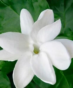 Cheapest 💯 Cottage Farms Direct Live 'Sambac' Jasmine Plant 👍
