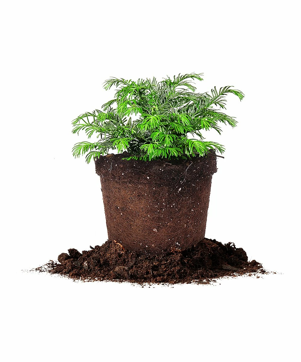 Cheapest 🤩 Perfect Plants Live Spreading Yew Plant ❤️ 2 Cheapest 🤩 Perfect Plants Live Spreading Yew Plant ❤️ - Image 2