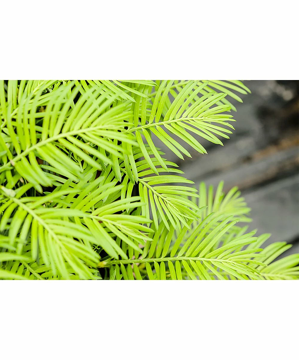 Cheapest 🤩 Perfect Plants Live Spreading Yew Plant ❤️ 3 Cheapest 🤩 Perfect Plants Live Spreading Yew Plant ❤️ - Image 3
