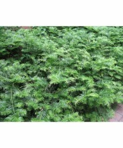 Cheapest 🤩 Perfect Plants Live Spreading Yew Plant ❤️ 8 Cheapest 🤩 Perfect Plants Live Spreading Yew Plant ❤️ -Outlet Evergreen Shop zu41519950 alt 3 tm1550075900