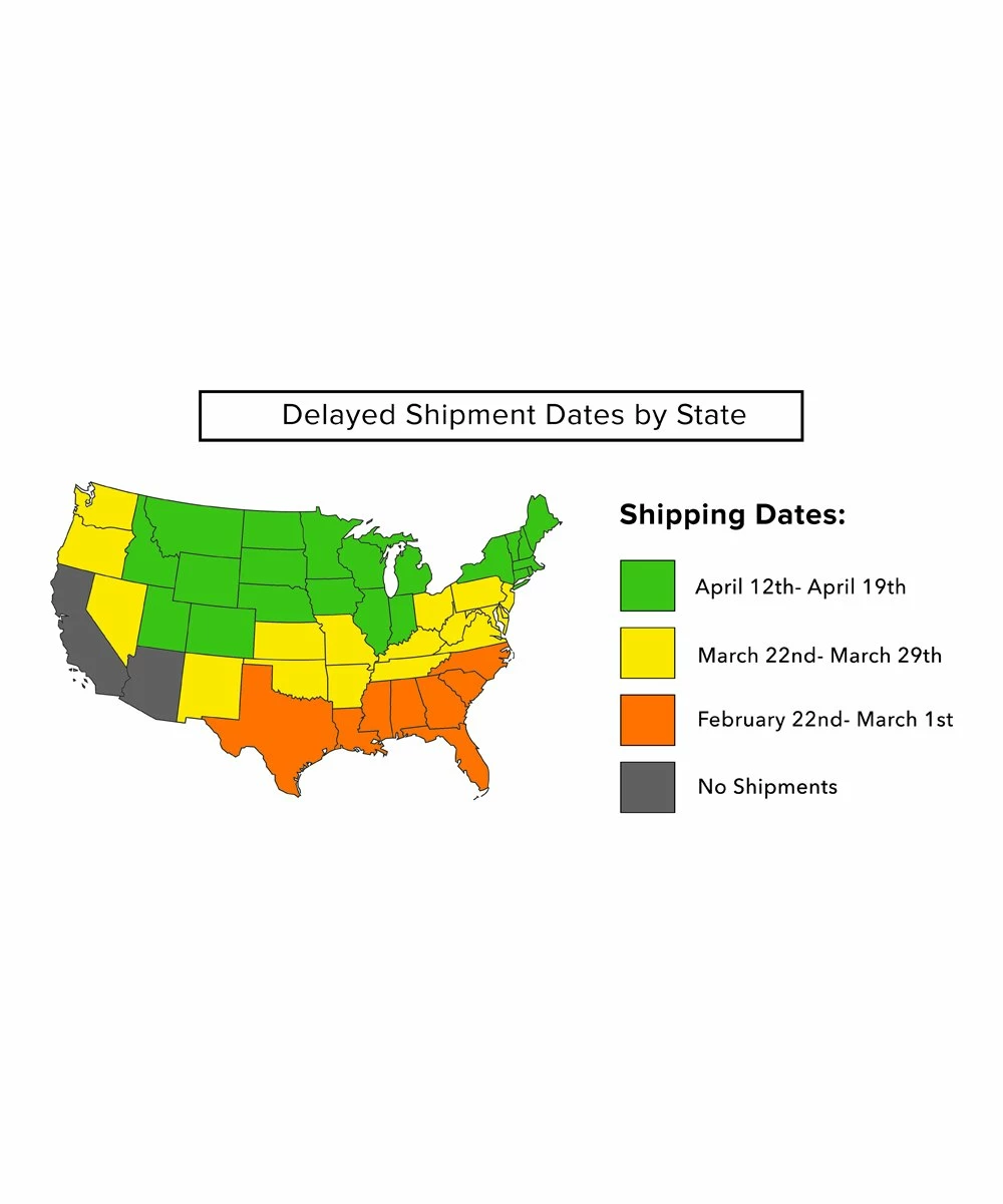 Cheapest 🤩 Perfect Plants Live Spreading Yew Plant ❤️ 5 Cheapest 🤩 Perfect Plants Live Spreading Yew Plant ❤️ - Image 5