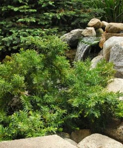 Cheapest 🤩 Perfect Plants Live Spreading Yew Plant ❤️