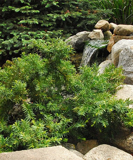 Cheapest 🤩 Perfect Plants Live Spreading Yew Plant ❤️ 1 Cheapest 🤩 Perfect Plants Live Spreading Yew Plant ❤️