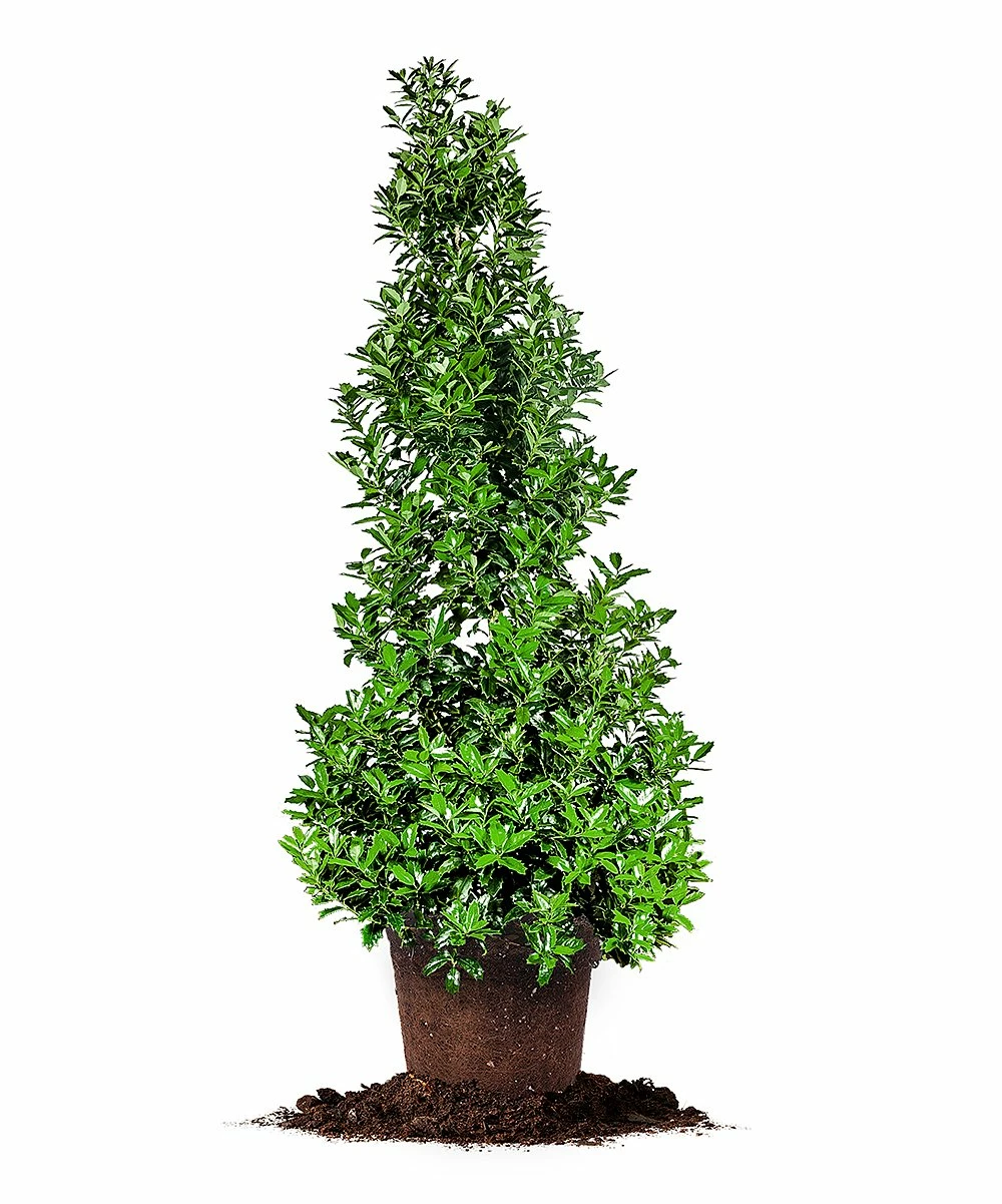 Flash Sale π₯° Perfect Plants Live Oakleaf Holly Plant π₯ 2 Flash Sale π₯° Perfect Plants Live Oakleaf Holly Plant π₯ - Image 2