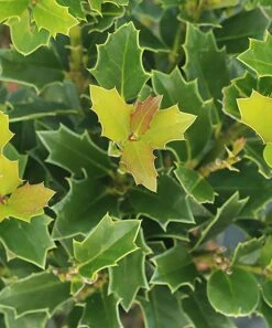 Flash Sale π₯° Perfect Plants Live Oakleaf Holly Plant π₯ 7 Flash Sale π₯° Perfect Plants Live Oakleaf Holly Plant π₯ -Outlet Evergreen Shop zu43238648 alt 3 tm1478622538