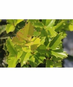 Flash Sale π₯° Perfect Plants Live Oakleaf Holly Plant π₯ 8 Flash Sale π₯° Perfect Plants Live Oakleaf Holly Plant π₯ -Outlet Evergreen Shop zu43238648 alt 4 tm1609768973