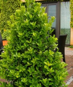 Flash Sale 🥰 Perfect Plants Live Oakleaf Holly Plant 🔥