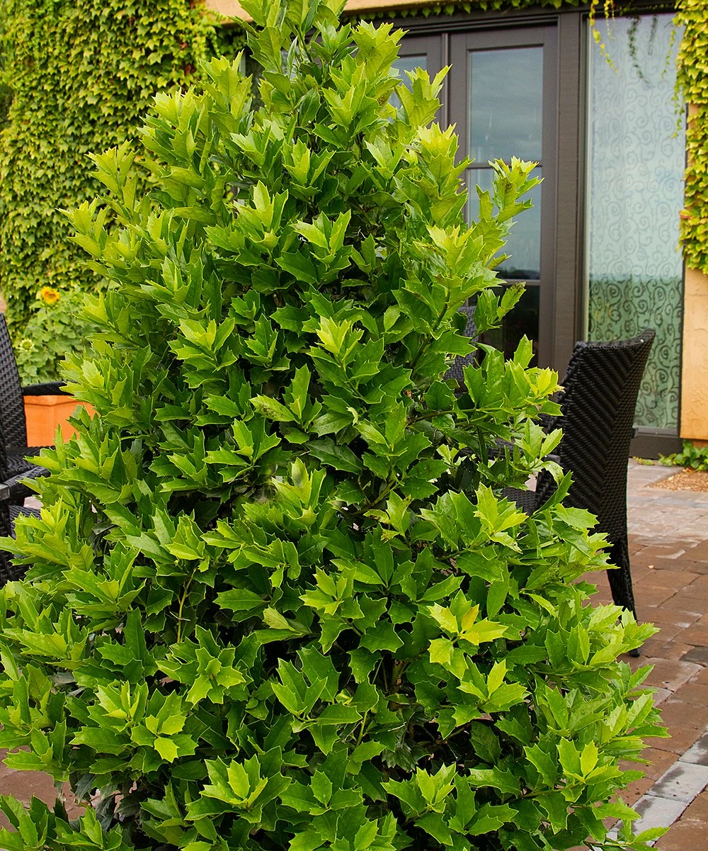 Flash Sale π₯° Perfect Plants Live Oakleaf Holly Plant π₯ 1 Flash Sale π₯° Perfect Plants Live Oakleaf Holly Plant π₯