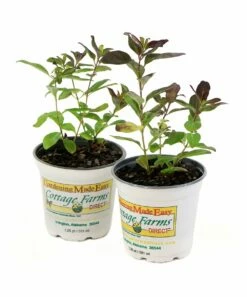 Outlet Evergreen Shop -Outlet Evergreen Shop zu45327693 alt 1 tm1550259451