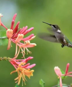 Flash Sale 🤩 Cottage Farms Direct 'Peaches & Cream' Honeysuckle - Set Of Two 👏 -Outlet Evergreen Shop zu45327693 alt 3 tm1613226501