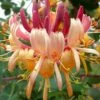 Flash Sale 🤩 Cottage Farms Direct 'Peaches & Cream' Honeysuckle - Set Of Two 👏