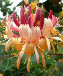 Flash Sale 🤩 Cottage Farms Direct 'Peaches & Cream' Honeysuckle - Set Of Two 👏