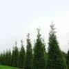 Coupon 🌟 Perfect Plants Live Thuja Green Giant Tree 👍